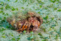 Dardanus pedunculatus (Anemone Hermit Crab)