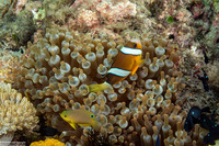 Entacmaea quadricolor (Bubble-Tip Anemone)