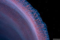 Pyrosoma atlanticum (Pyrosome)