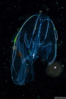 Bolinopsis sp.1 (Bolinopsis sp.1)