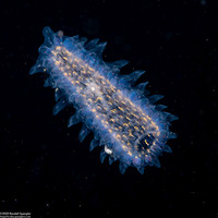 Pyrosoma atlanticum (Pyrosome)