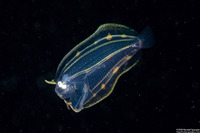 Family Bothidae (Larval Flounder)