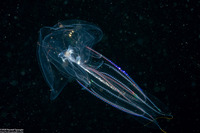 Eurhamphaea vexilligera (Redspot Comb Jelly)