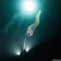 Pyrosoma atlanticum (Pyrosome)