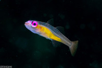 Bryaninops natans (Pinkeye Goby)