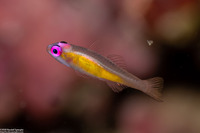 Bryaninops natans (Pinkeye Goby)