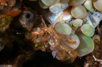 Oncinopus sp.1 (Orangutan Crab)