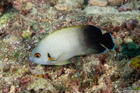 Centropyge vroliki (Pearl-Scaled Angelfish)