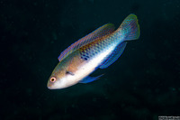 Cirrhilabrus cyanopleura (Bluesided Fairy Wrasse)