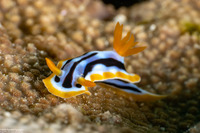 Chromodoris strigata (Streaked Chromodoris)