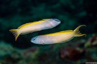 Meiacanthus atrodorsalis (Yellowtail Fangblenny)