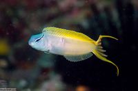 Meiacanthus atrodorsalis (Yellowtail Fangblenny)