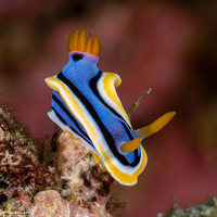 Chromodoris annae (Anna's Chromodoris)