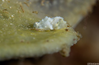 Sagaminopteron bilealbum (Sagaminopteron bilealbum)