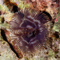 Sabellastarte spectabilis (Common Feather Duster Worm)