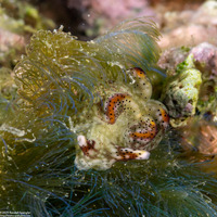 Elysia marginata (Elysia Marginata)