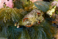 Elysia marginata (Elysia Marginata)