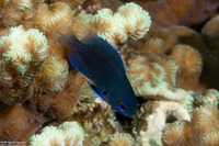 Pomacentrus nagasakiensis (Nagasaki Damsel)