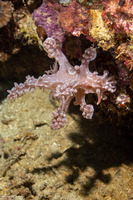 Miamira alleni (Allen's Ceratosoma)
