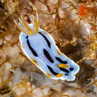 Chromodoris dianae (Diana's Chromodoris)