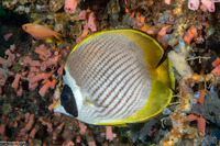 Chaetodon adiergastos (Panda Butterflyfish)