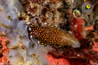 Pseudoceros lindae (Linda's Flatworm)