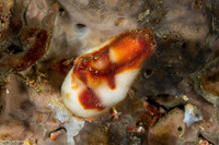 Polycarpa cf. papillata (Polycarpa cf. Papillata)