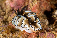Doriprismatica atromarginata (Dark Margin Glossodoris)