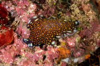 Pseudoceros lindae (Linda's Flatworm)