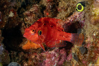 Pteragogus cryptus (Cryptic Wrasse)