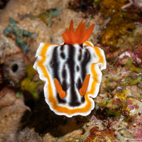 Chromodoris magnifica (Magnificent Chromodoris)