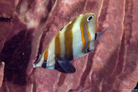 Coradion melanopus (Two-Eyed Coralfish)