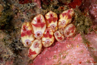 Polycarpa cf. papillata (Polycarpa cf. Papillata)