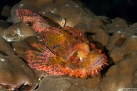 Scorpaenopsis oxycephala (Tasseled Scorpionfish)
