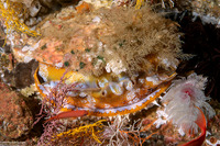 Spondylus varius (Variable Thorny Oyster)