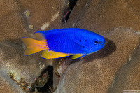 Pomacentrus coelestis (Neon Damsel)