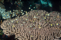 Dascyllus reticulatus (Reticulated Dascyllus)