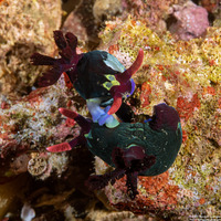 Nembrotha chamberlaini (Chamberlain's Nembrotha)