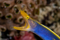 Rhinomuraena quaesita (Ribbon Eel)