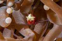 Cuapetes kororensis (Mushroom Coral Shrimp)