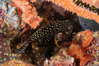Epinephelus ongus (Speckledfin Grouper)