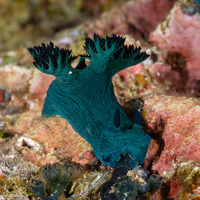 Nembrotha milleri (Miller's Nembrotha)