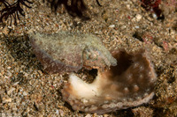 Sepia bandensis (Dwarf Cuttlefish)