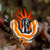 Chromodoris magnifica (Magnificent Chromodoris)