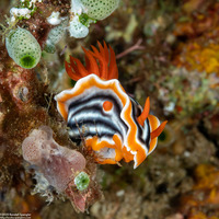 Chromodoris magnifica (Magnificent Chromodoris)