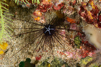 Diadema setosum (Black Longspine Sea Urchin)