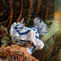 Chromodoris willani (Willan's Chromodoris)