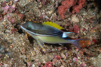 Scolopsis bilineata (Bridled Monocle Bream)