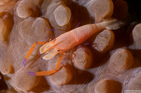 Zenopontonia rex (Emperor Shrimp)