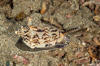 Cymbiola vespertilio (Bat Volute)